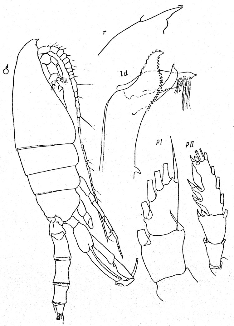 Espce Paraeuchaeta scotti - Planche 4 de figures morphologiques