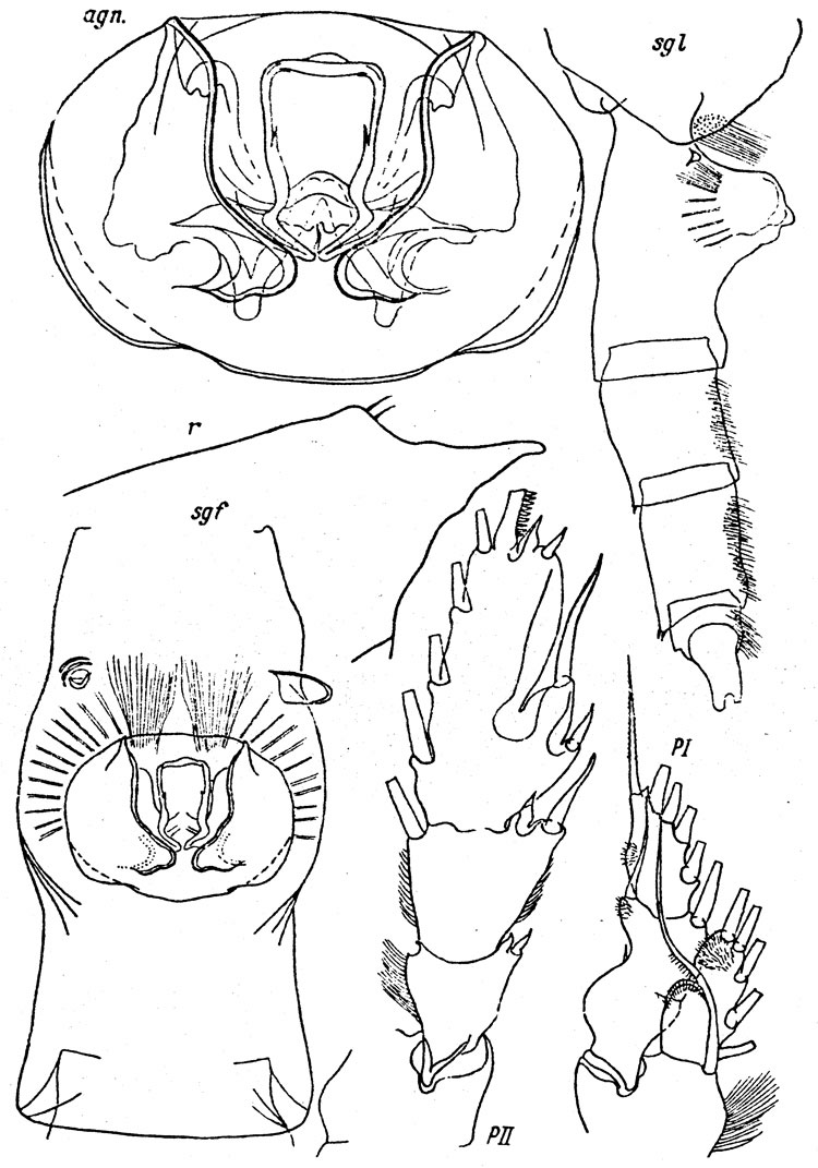 Species Paraeuchaeta abyssalis - Plate 3 of morphological figures