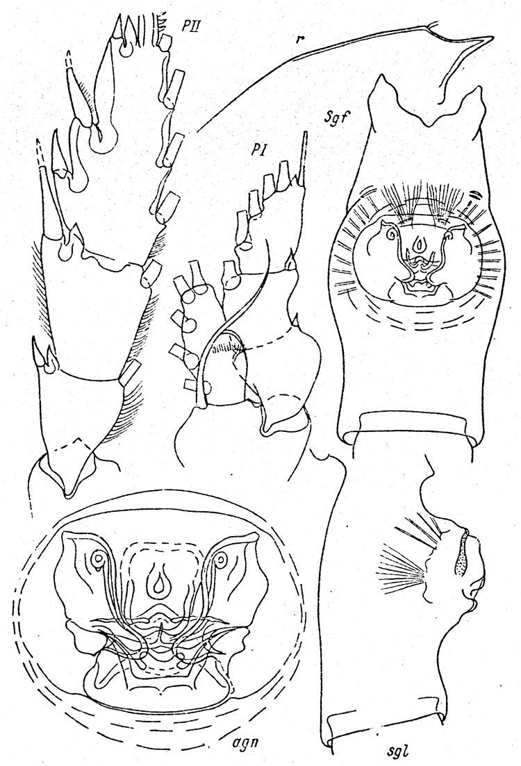 Species Paraeuchaeta guttata - Plate 1 of morphological figures