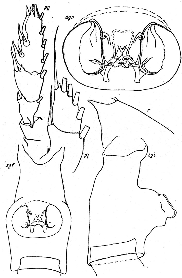 Espèce Paraeuchaeta longisetosa - Planche 1 de figures morphologiques