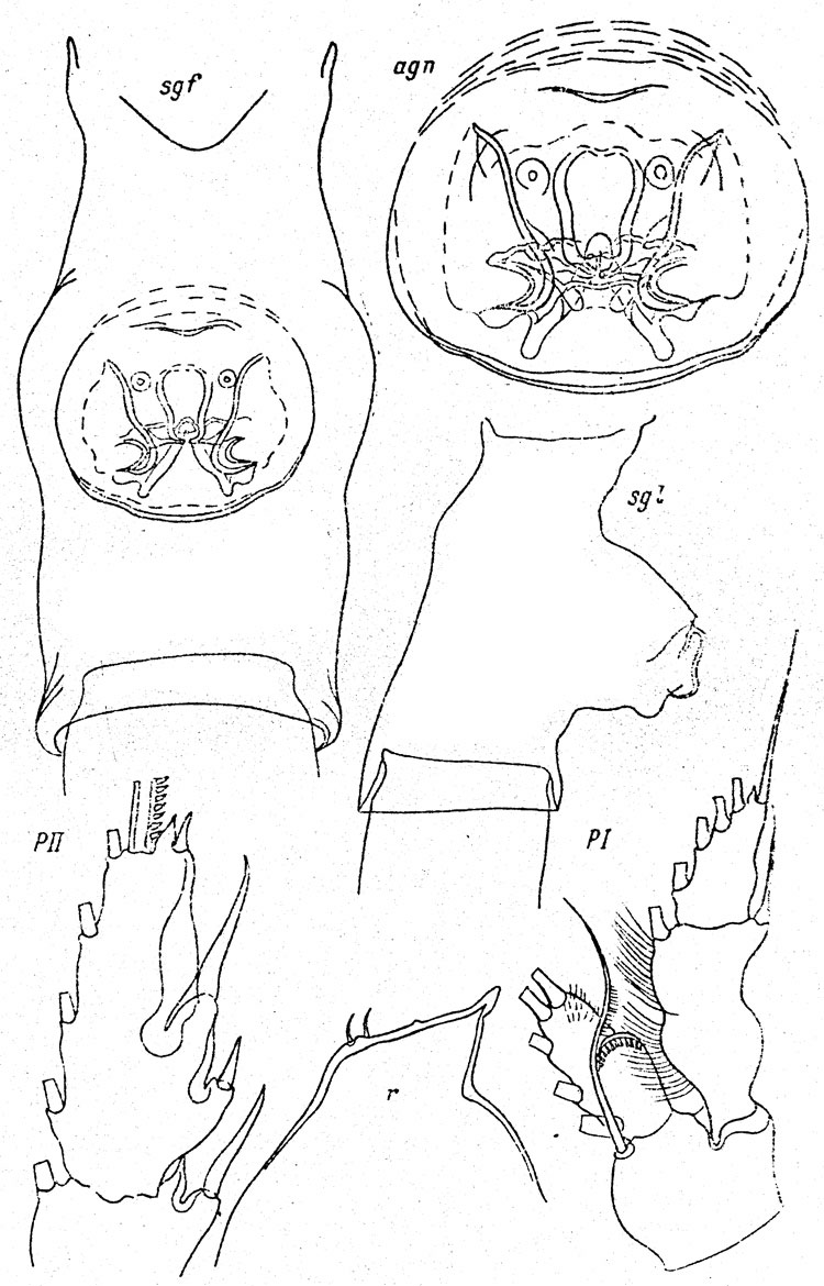 Species Paraeuchaeta oculata - Plate 1 of morphological figures