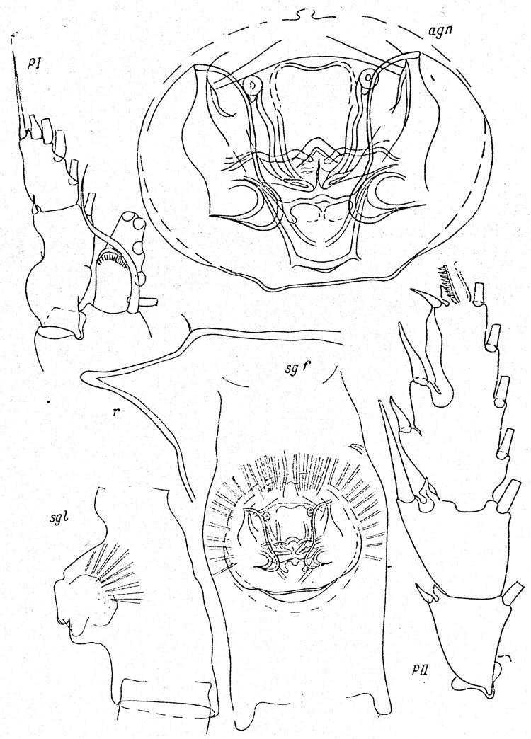 Species Paraeuchaeta plicata - Plate 1 of morphological figures