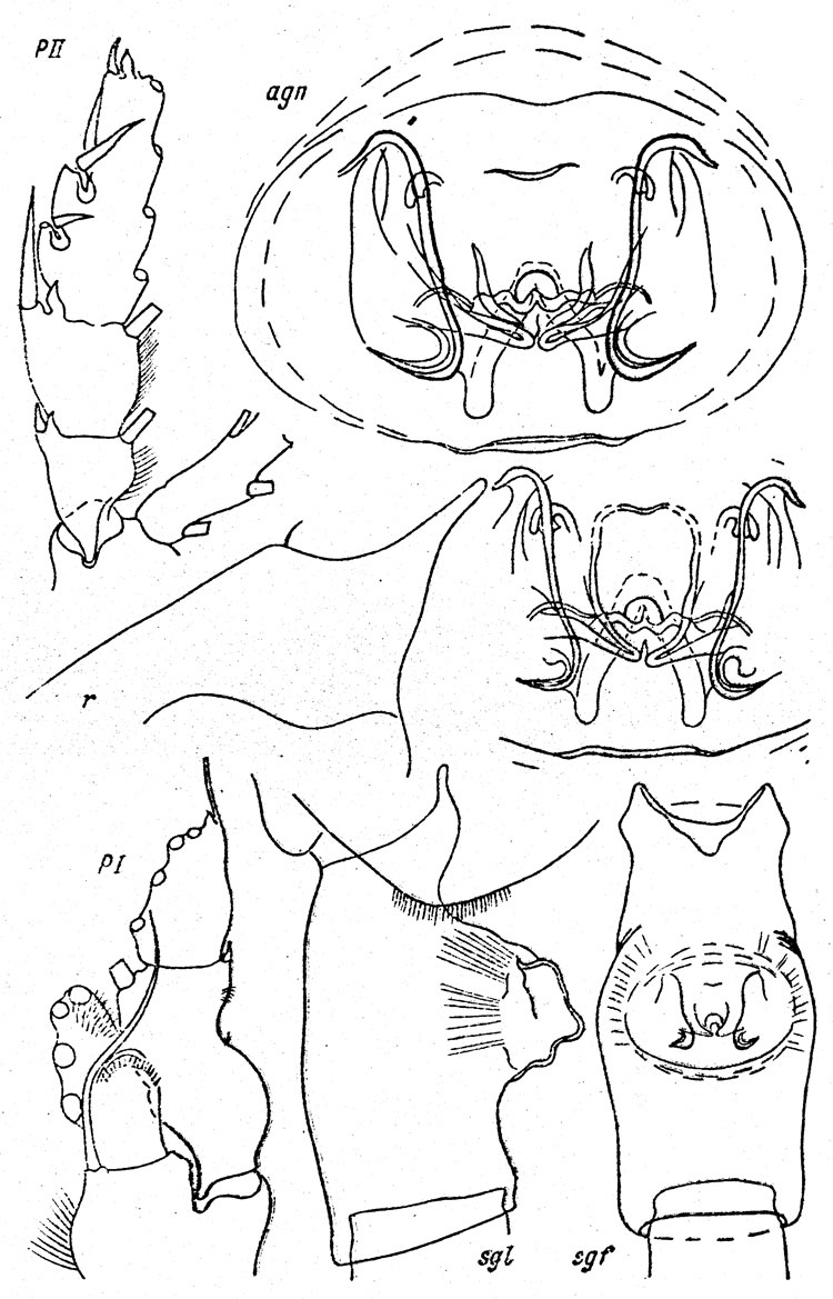 Espce Paraeuchaeta subtilirostris - Planche 1 de figures morphologiques