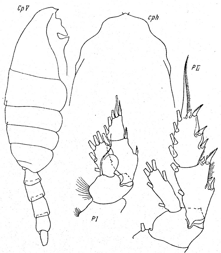 Species Valdiviella oligarthra - Plate 5 of morphological figures