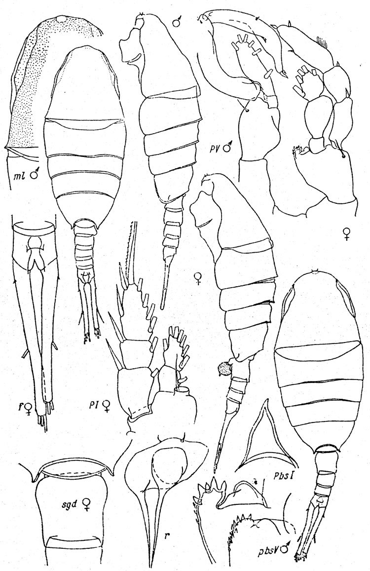 Species Lucicutia anisofurcata - Plate 1 of morphological figures