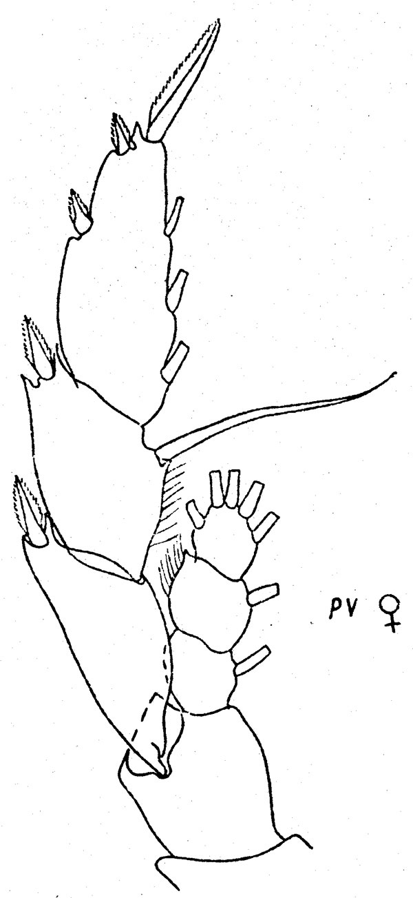 Espce Lucicutia anisofurcata - Planche 2 de figures morphologiques