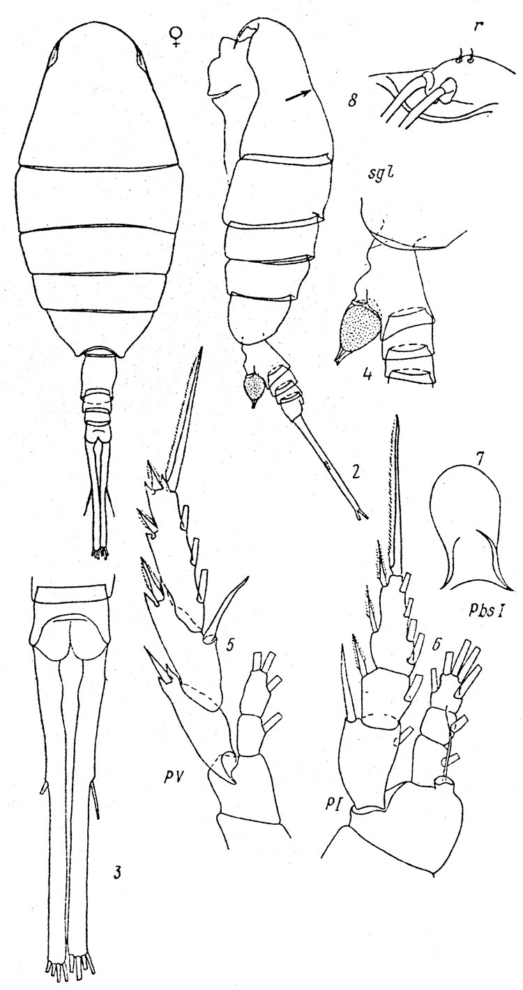 Espce Lucicutia anomala - Planche 3 de figures morphologiques