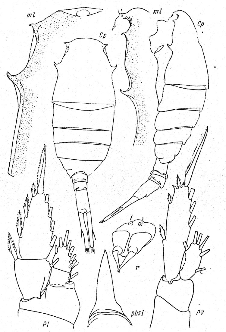Species Lucicutia biuncata - Plate 1 of morphological figures