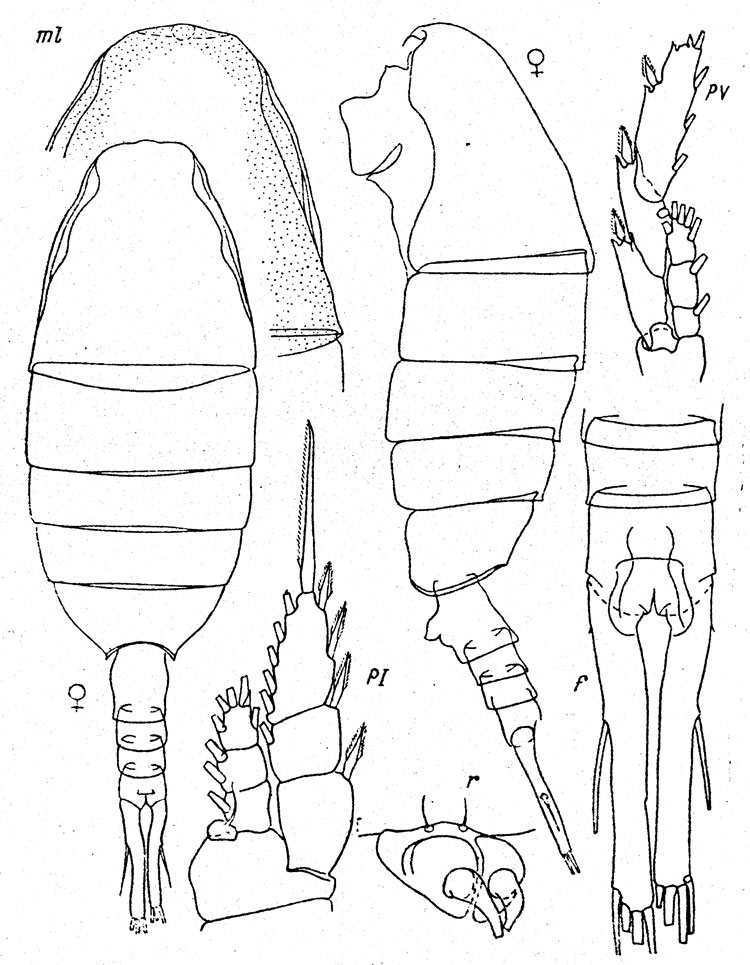 Species Lucicutia cinerea - Plate 1 of morphological figures