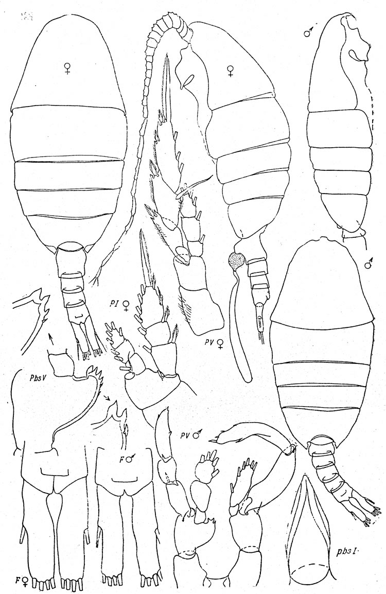 Species Lucicutia curta - Plate 6 of morphological figures