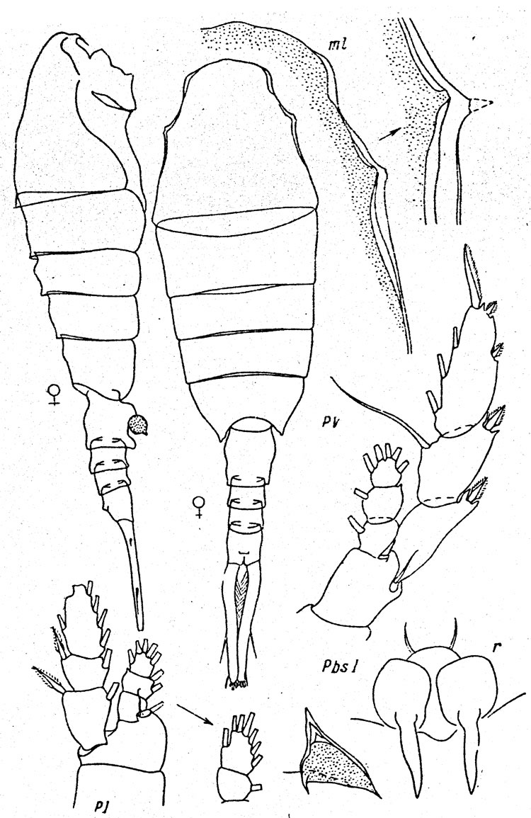 Espce Lucicutia curvifurcata - Planche 1 de figures morphologiques