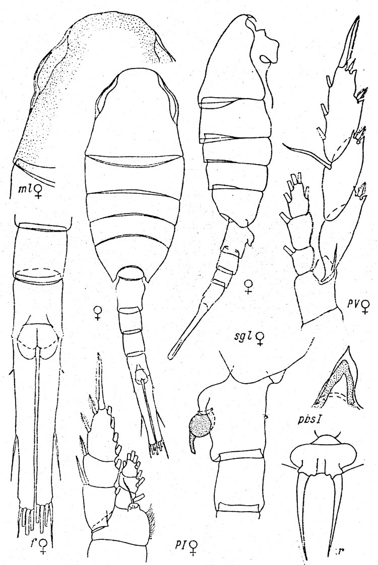 Species Lucicutia longifurca - Plate 2 of morphological figures