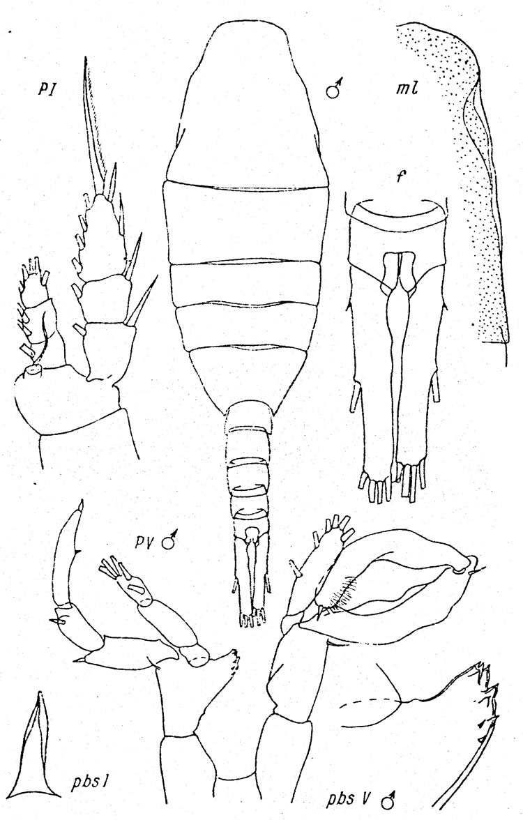 Espèce Lucicutia intermedia - Planche 5 de figures morphologiques