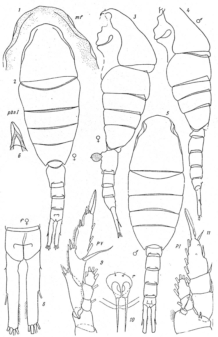 Espèce Lucicutia macrocera - Planche 5 de figures morphologiques