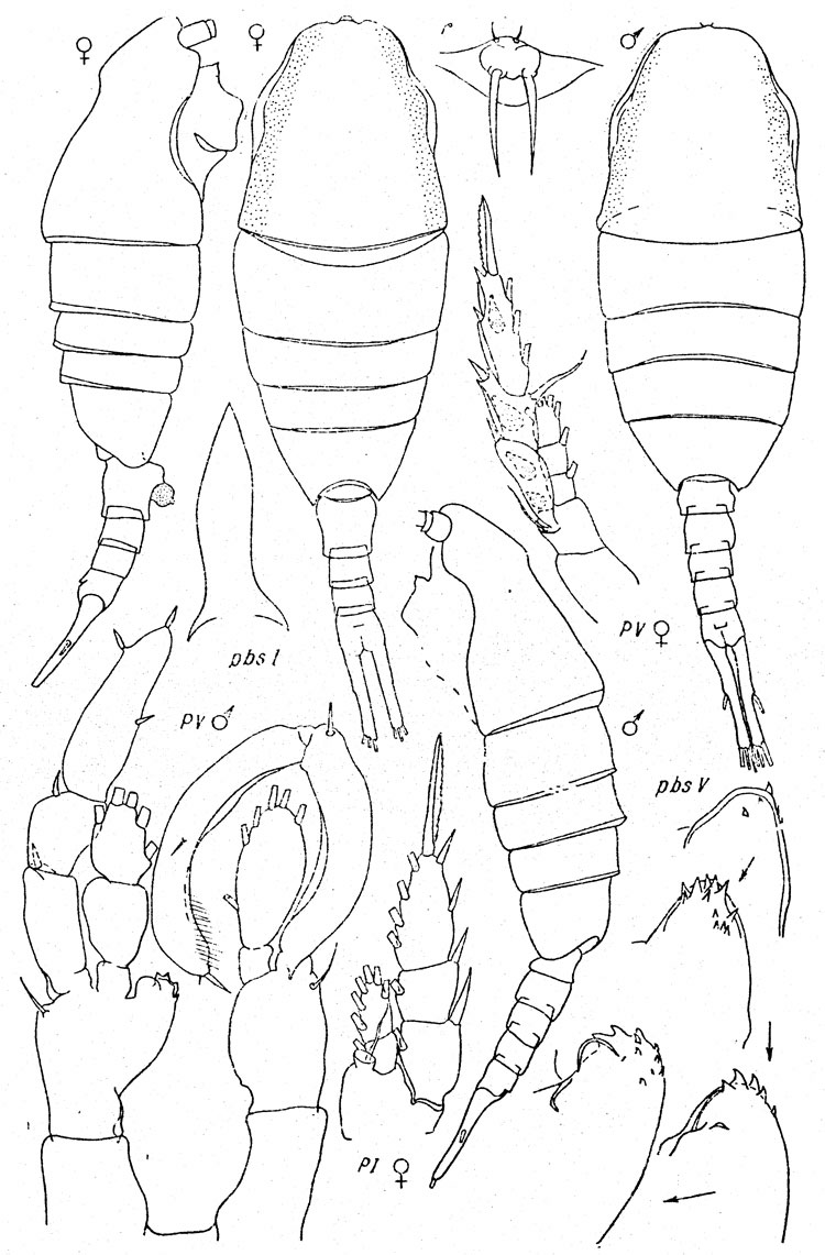 Espce Lucicutia orientalis - Planche 2 de figures morphologiques