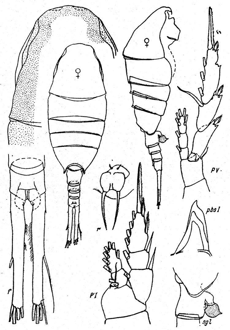 Species Lucicutia profunda - Plate 2 of morphological figures