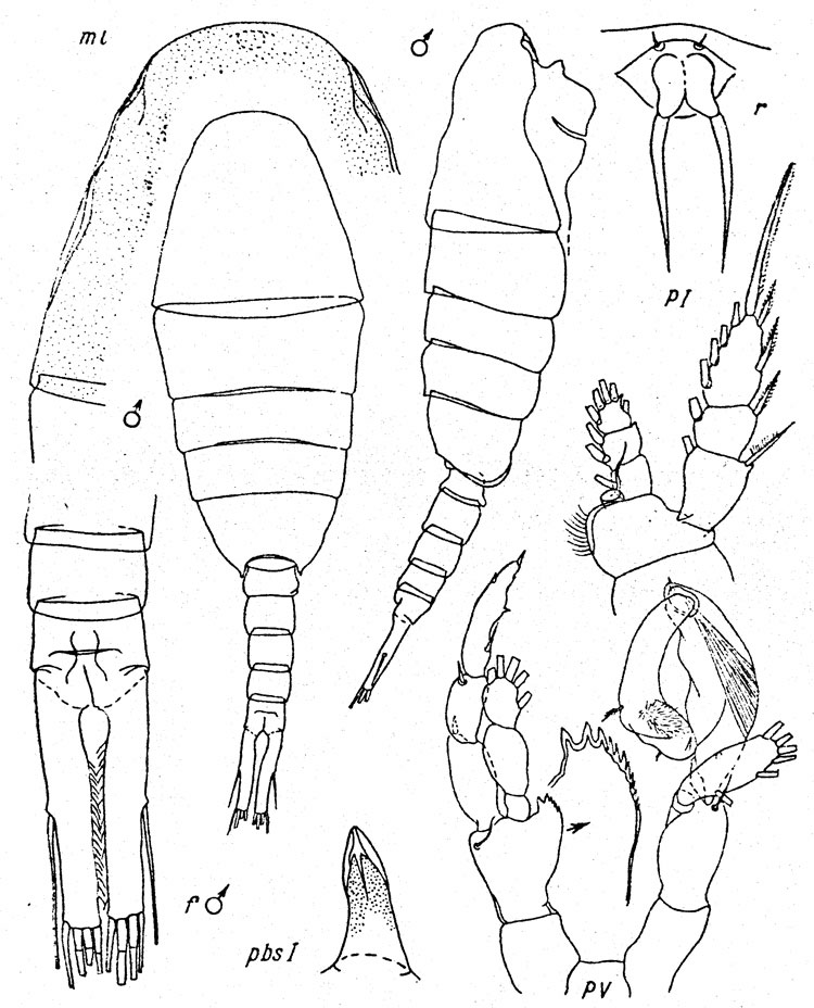 Species Lucicutia ushakovi - Plate 2 of morphological figures