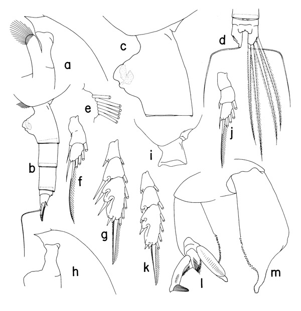 Species Paraeuchaeta tumidula - Plate 1 of morphological figures
