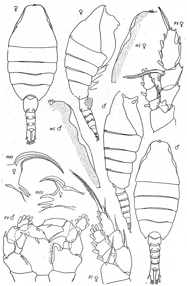 Species Paraheterorhabdus (Paraheterorhabdus) compactoides - Plate 1 of morphological figures