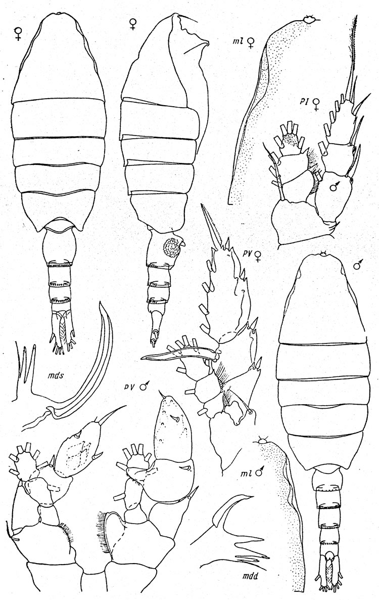 Espèce Paraheterorhabdus (Paraheterorhabdus) robustus - Planche 8 de figures morphologiques