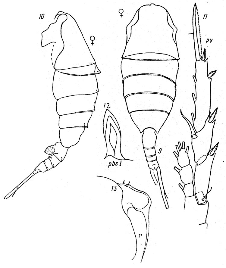 Species Lucicutia polaris - Plate 4 of morphological figures
