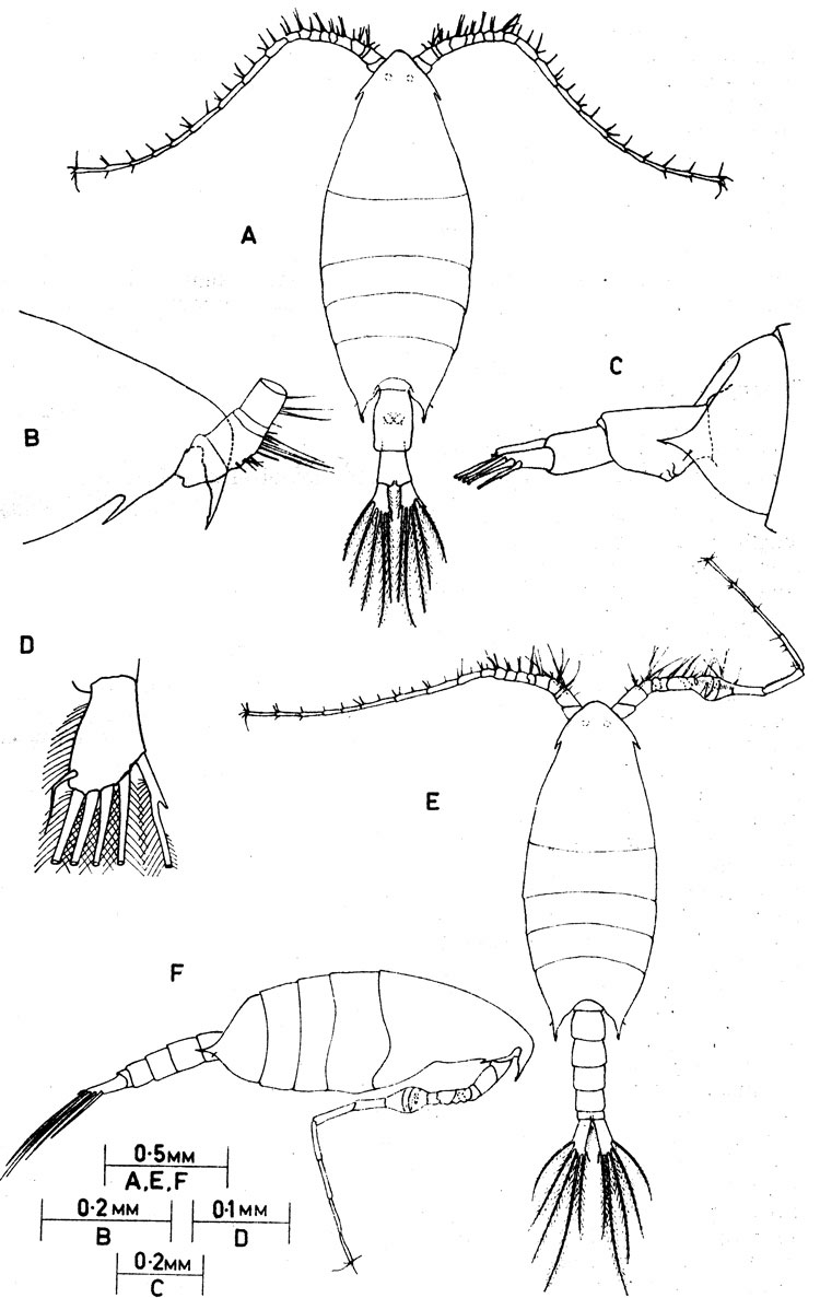 Species Calanopia australica - Plate 2 of morphological figures