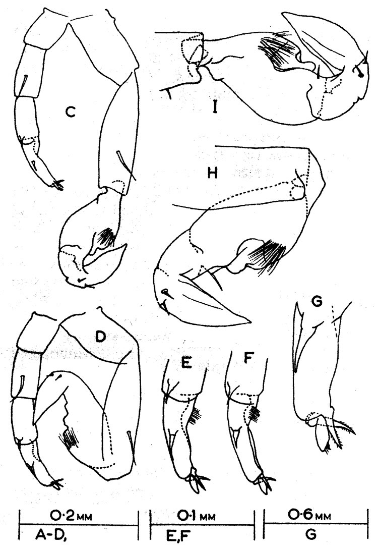 Espce Calanopia australica - Planche 5 de figures morphologiques