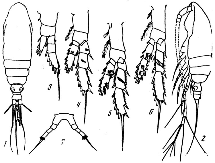 Espce Calocalanus namibiensis - Planche 2 de figures morphologiques