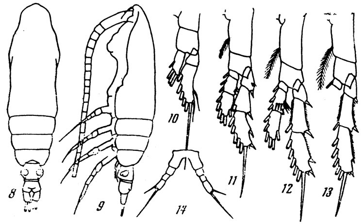 Species Calocalanus tenuiculus - Plate 1 of morphological figures