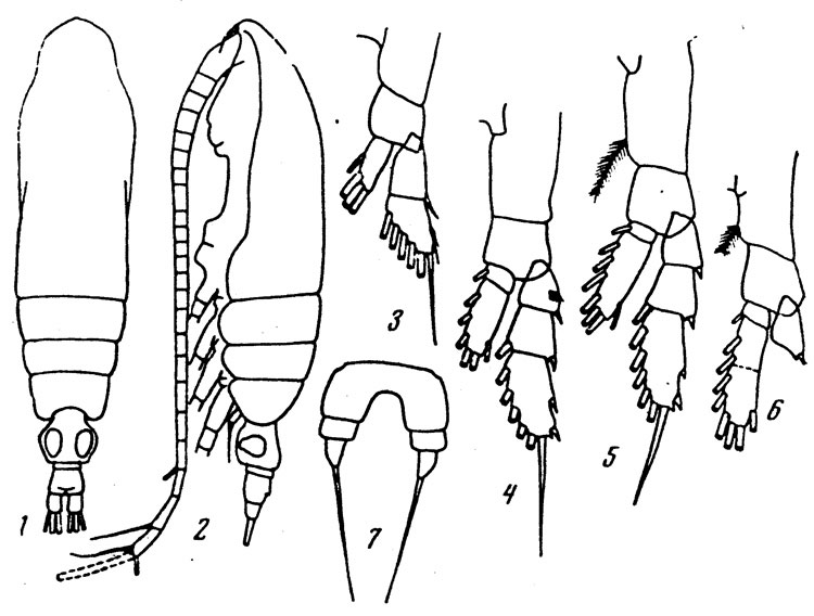 Species Calocalanus minutus - Plate 2 of morphological figures