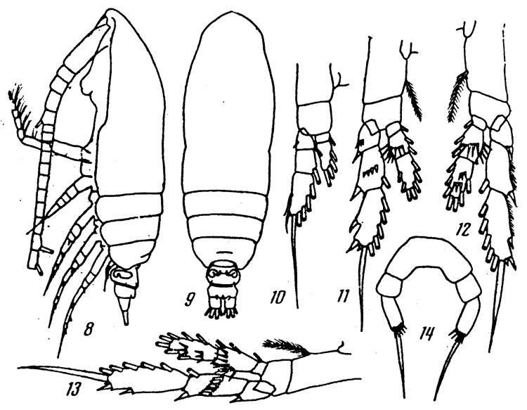 Espce Calocalanus curtus - Planche 1 de figures morphologiques