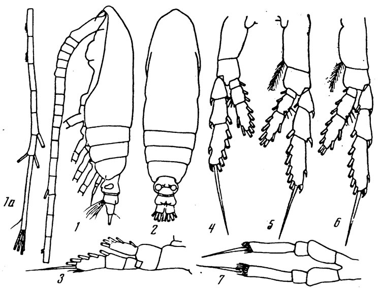 Species Calocalanus pubes - Plate 1 of morphological figures