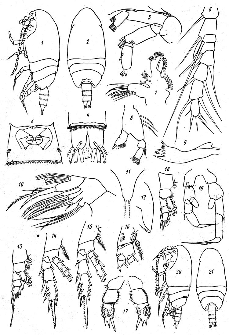 Espèce Xantharus formosus - Planche 1 de figures morphologiques