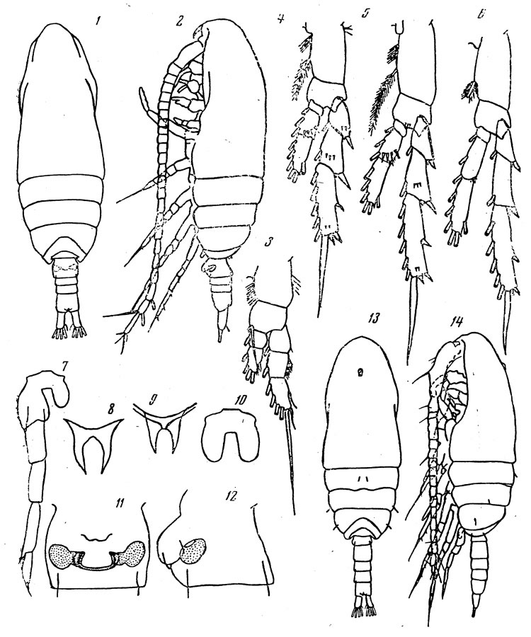 Species Bestiolina zeylonica - Plate 1 of morphological figures