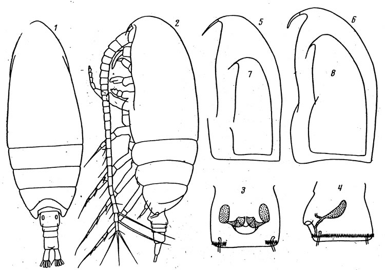 Espèce Paracalanus tropicus - Planche 1 de figures morphologiques