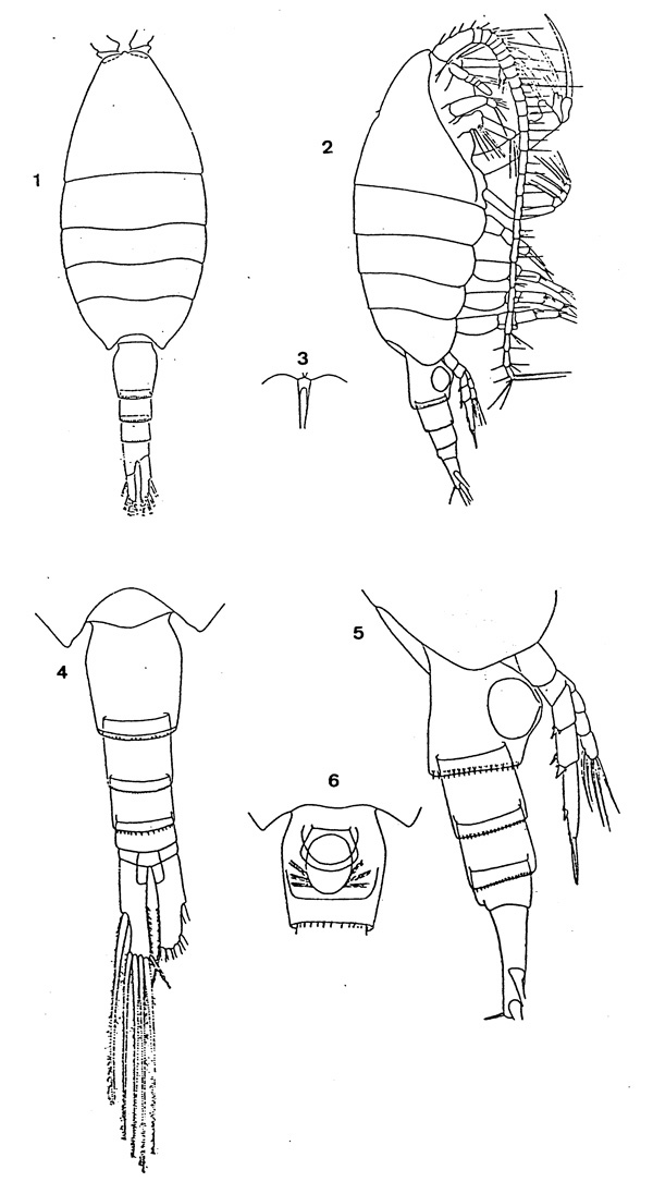 Espèce Paraheterorhabdus (Paraheterorhabdus) farrani - Planche 1 de figures morphologiques