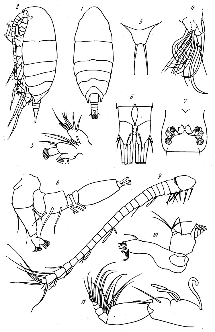 Espce Diaixis tridentata - Planche 1 de figures morphologiques