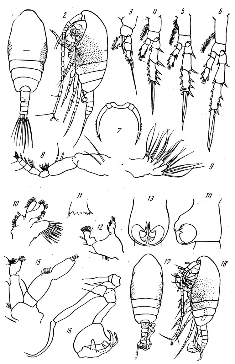Espèce Stephos maculosus - Planche 1 de figures morphologiques