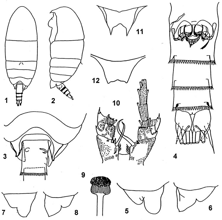 Espce Diaixis asymmetrica - Planche 1 de figures morphologiques