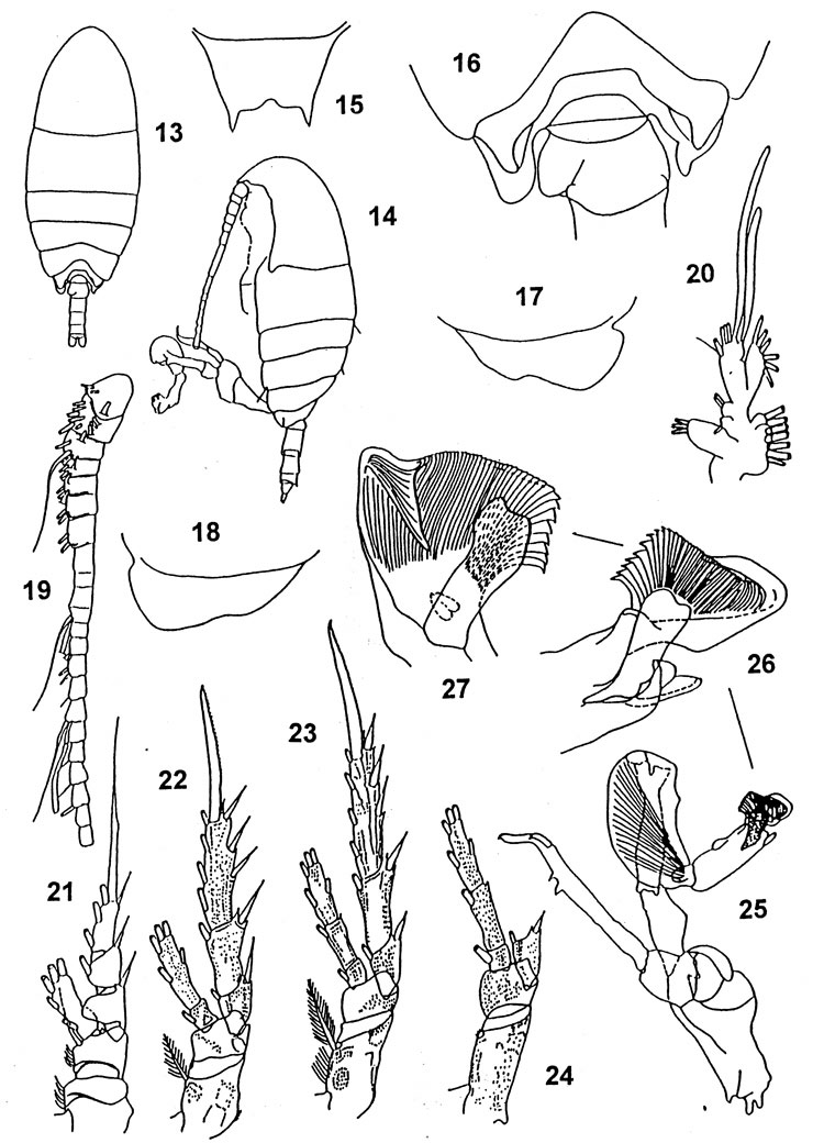 Espce Diaixis asymmetrica - Planche 2 de figures morphologiques