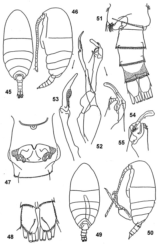 Espèce Diaixis helenae - Planche 1 de figures morphologiques