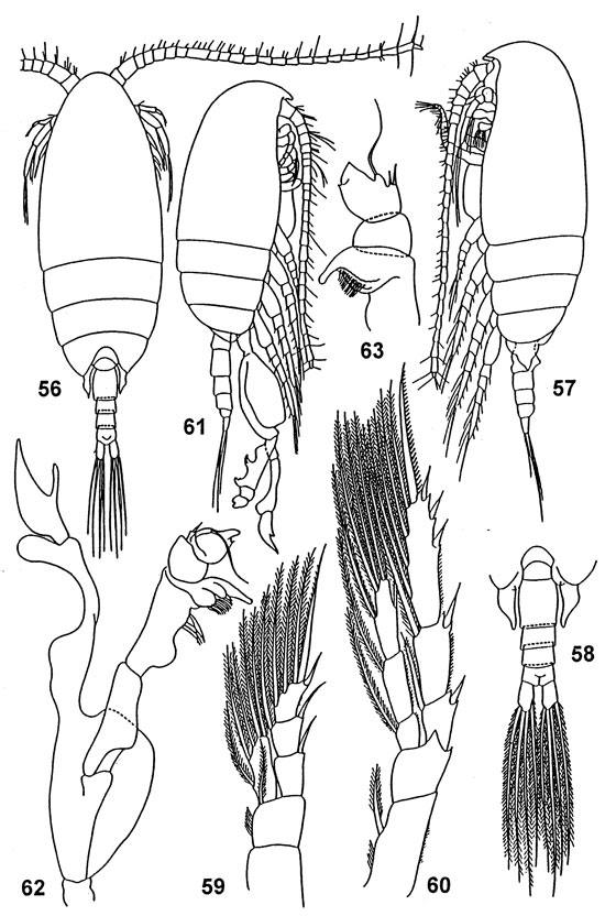 Species Diaixis hibernica - Plate 5 of morphological figures