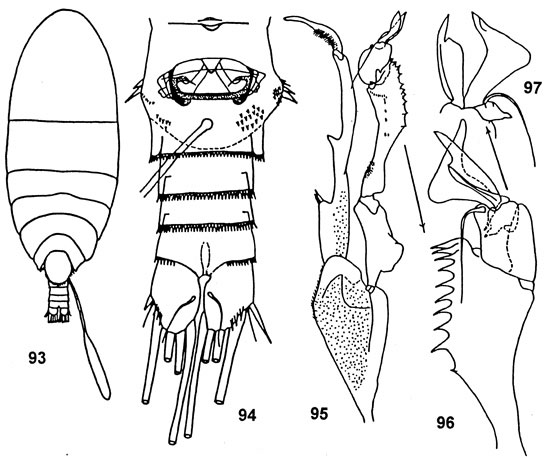 Espce Diaixis trunovi - Planche 1 de figures morphologiques