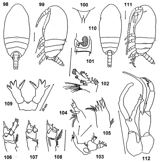 Espce Parundinella emarginata - Planche 2 de figures morphologiques