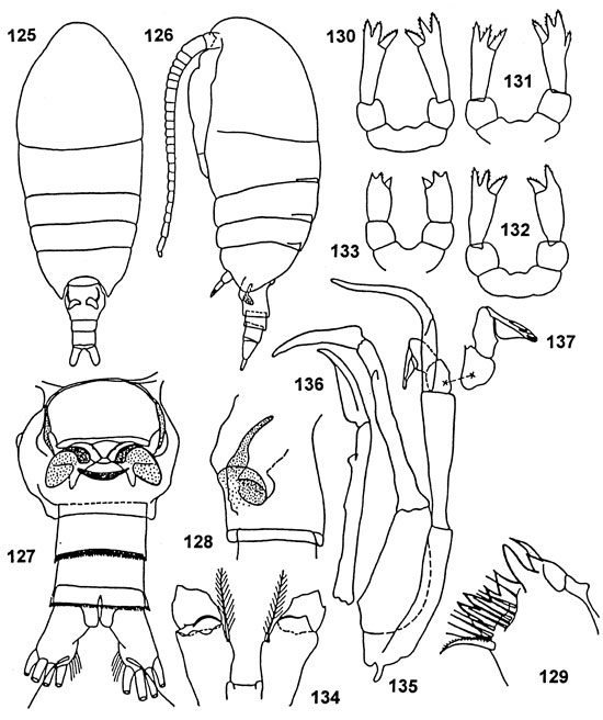 Species Tharybis asymmetrica - Plate 5 of morphological figures
