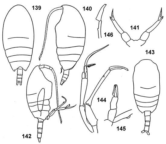 Espce Tharybis compacta - Planche 1 de figures morphologiques