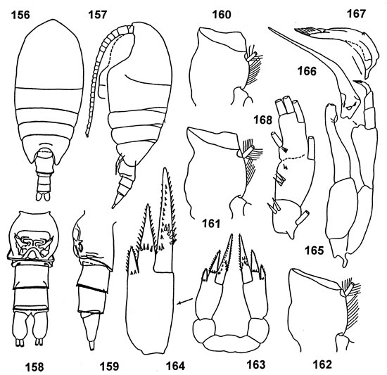 Espèce Tharybis groenlandicus - Planche 4 de figures morphologiques