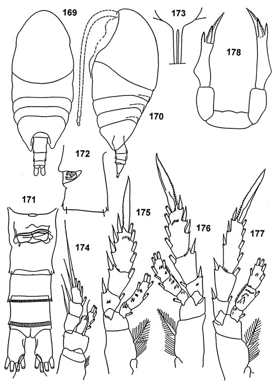 Espce Tharybis inflata - Planche 1 de figures morphologiques