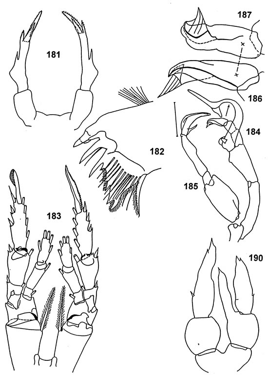 Espce Tharybis inflata - Planche 2 de figures morphologiques