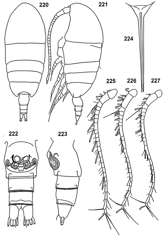 Espèce Tharybis macrophthalmoida - Planche 1 de figures morphologiques